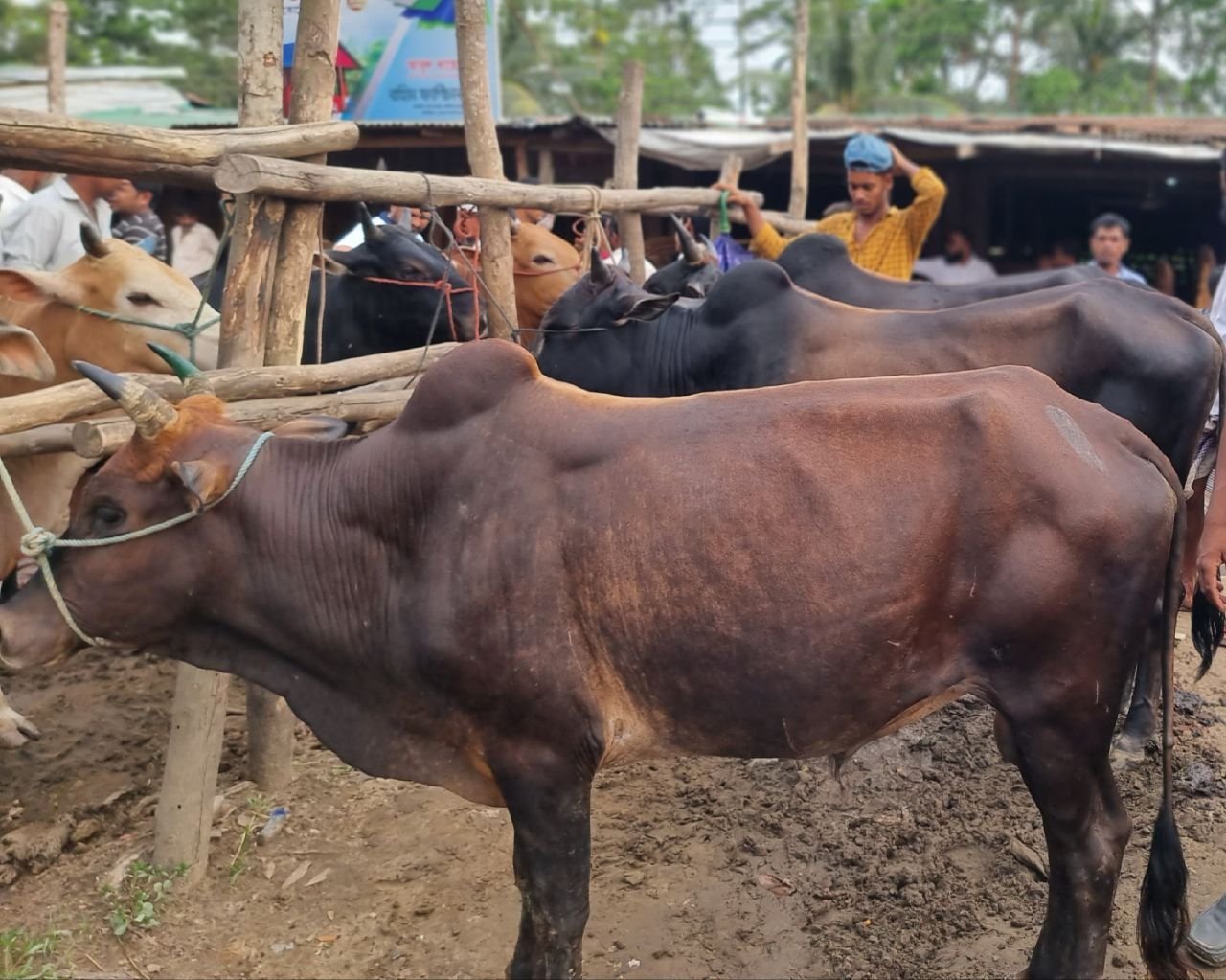 Qurbani distribution